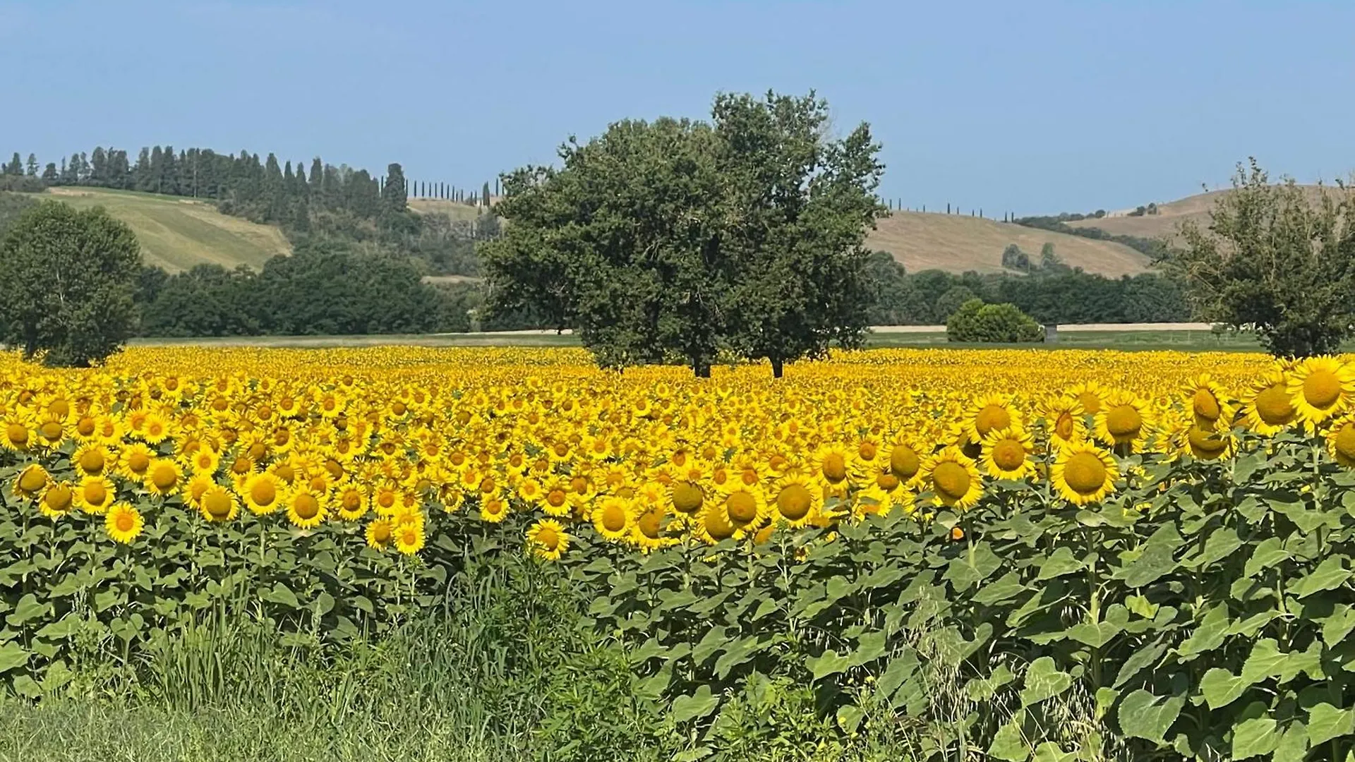 Cottage Con Piscina Immerso Nel Verde Delle Crete Senesi アッシャーノ アパート